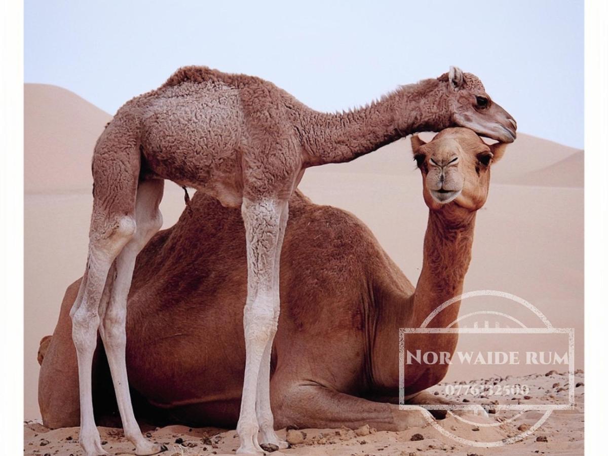 Nor Wadi Rum Esterno foto
